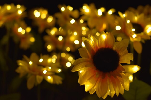 Zdjęcie zbliżenie żółtych kwiatów