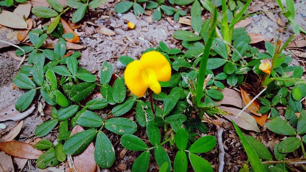 Zbliżenie żółtych kwiatów