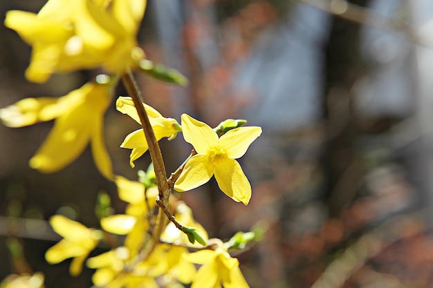 Zdjęcie zbliżenie żółtych liści klonu