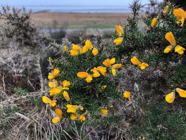 Zdjęcie zbliżenie żółtych roślin kwitnących na polu