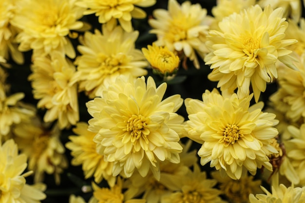 Zdjęcie zbliżenie żółtych roślin kwitnących