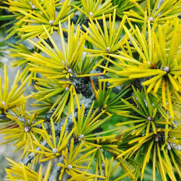Zdjęcie zbliżenie żółtych roślin