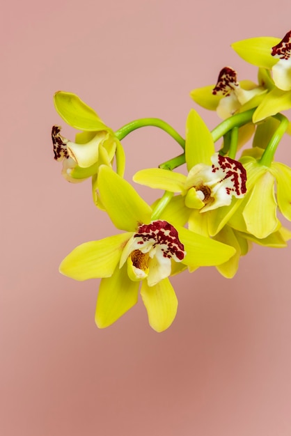 Zdjęcie zbliżenie żółtych storczyków cymbidium na różowym tle