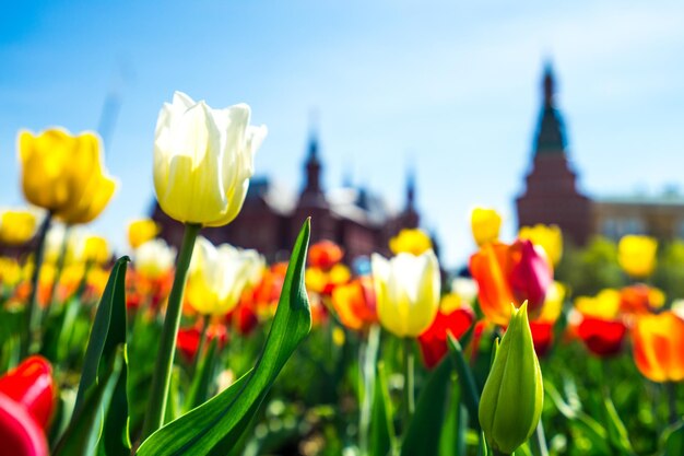 Zdjęcie zbliżenie żółtych tulipanów na polu na tle nieba