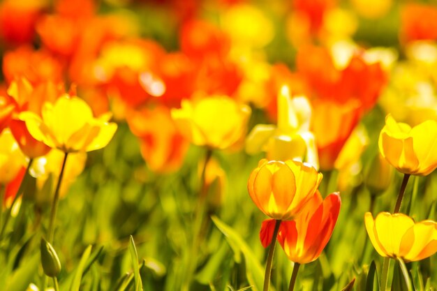 Zdjęcie zbliżenie żółtych tulipanów na polu