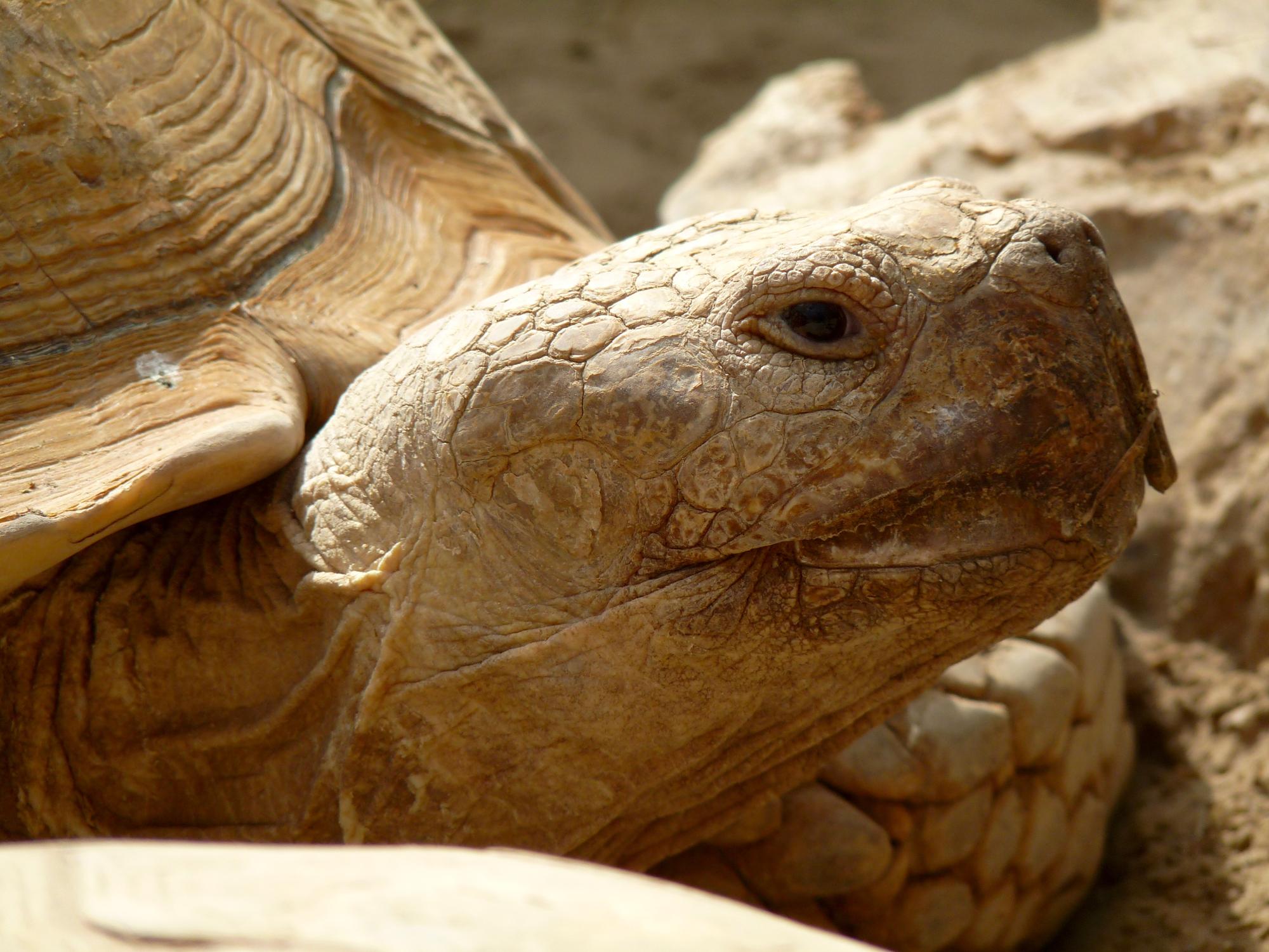 Zdjęcie zbliżenie żółwia przy skale w zoo