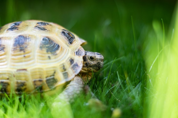 Zbliżenie żółwia Rosyjskiego Na Zielonej Trawie