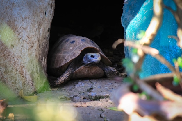 Zdjęcie zbliżenie żółwia w zoo