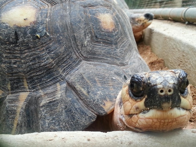 Zdjęcie zbliżenie żółwia w zoo