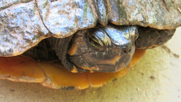 Zdjęcie zbliżenie żółwia