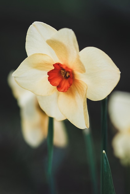 Zbliżenie żonkile Bukiet żonkil Narcyz tazetta kwiaty w wiosennym ogrodzie