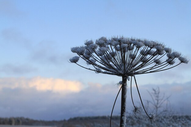 Zdjęcie zbliżenie zwiędłej rośliny na śnieżnym polu na tle nieba