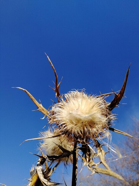 Zdjęcie zbliżenie zwiędłej rośliny na tle jasnego niebieskiego nieba