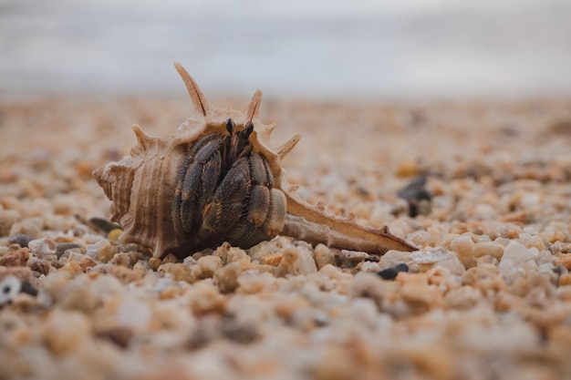 Zbliżenie zwierzęcia na plaży