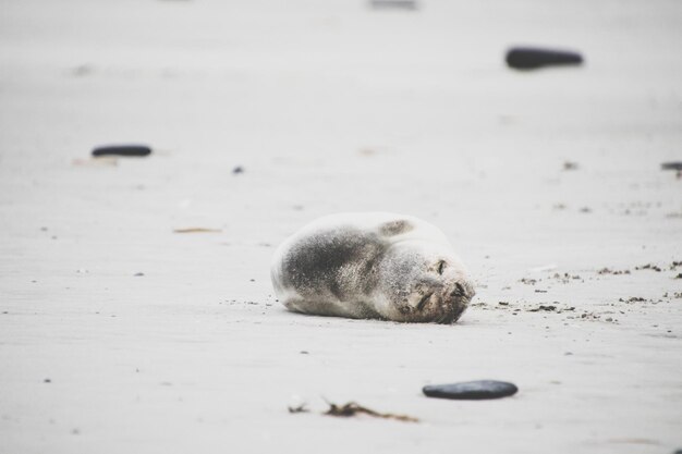 Zbliżenie zwierzęcia na plaży