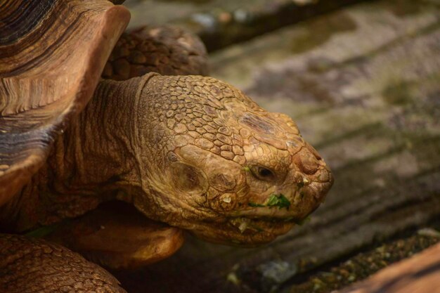 Zdjęcie zbliżenie zwierzęcia w zoo