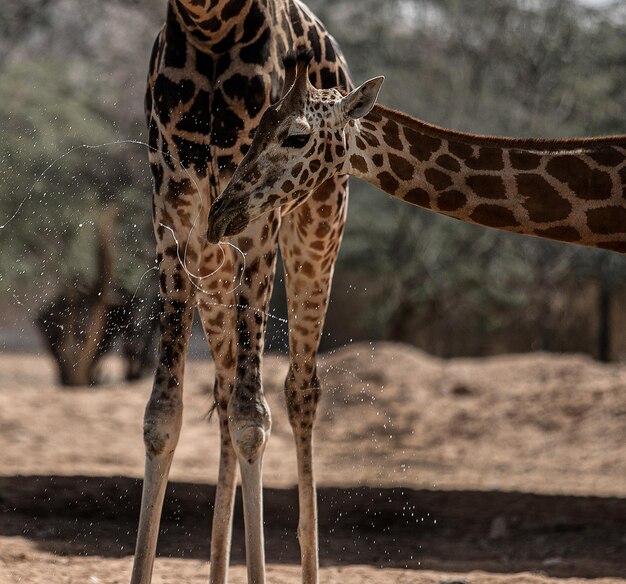 Zdjęcie zbliżenie żyrafy w zoo