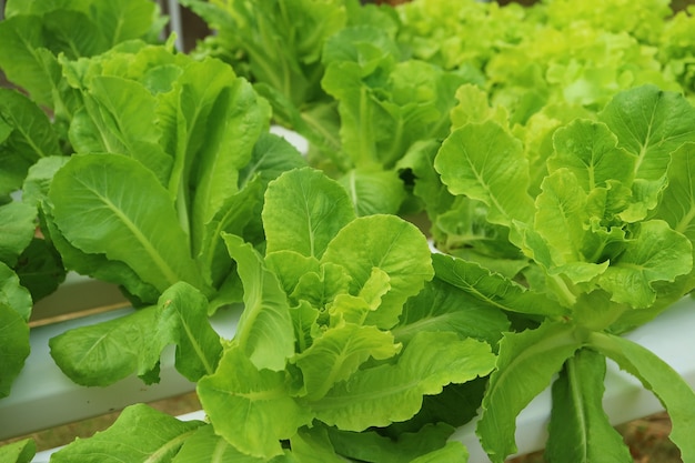 Zbliżenie żywe zielone sałaty rosnące w pojemnikach hydroponicznych na podwórku domu