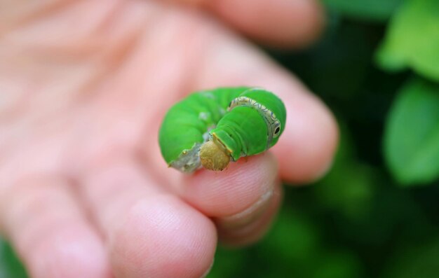 Zdjęcie zbliżenie żywej zielonej gąsienicy na palcu