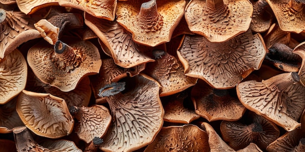 Zdjęcie zbliżona tekstura różnych grzybów jadalnych
