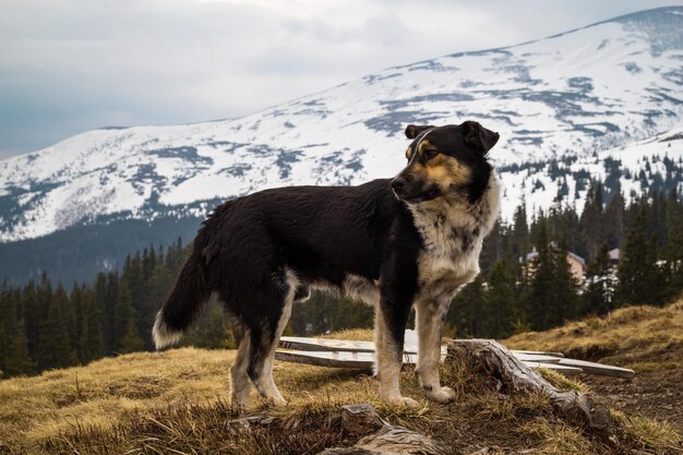 Zbliżony domowy pies mieszany stojący na wzgórzu zdjęcie koncepcyjne