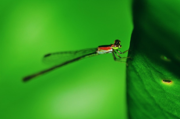 Zbliżony plan damselfly na liście