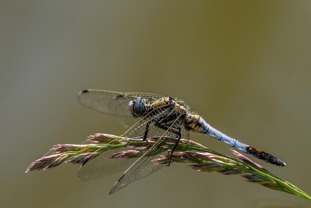 Zdjęcie zbliżony plan damselfly na liście