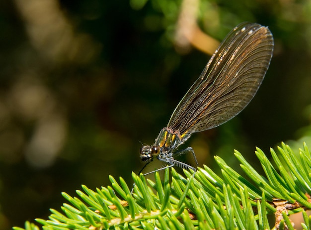 Zdjęcie zbliżony plan damselfly na roślinie