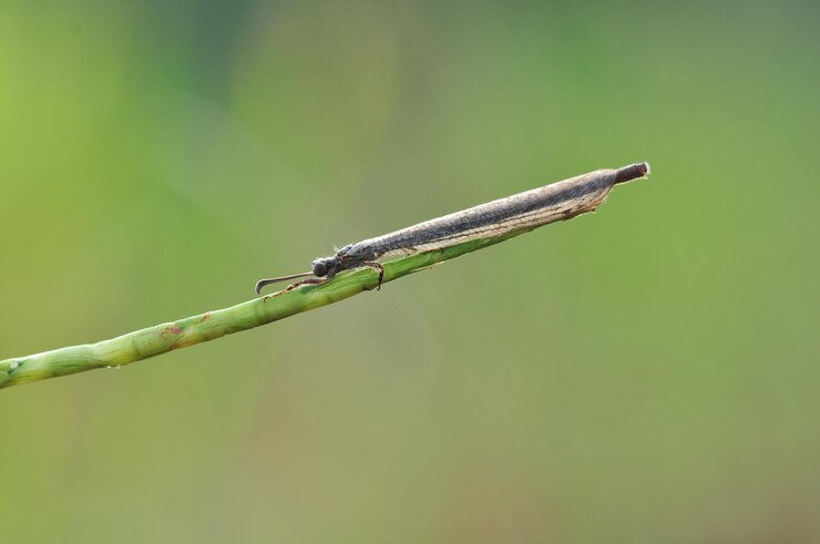 Zdjęcie zbliżony plan damselfly na roślinie