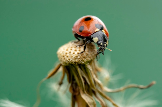 Zdjęcie zbliżony plan ladybug na owieczce