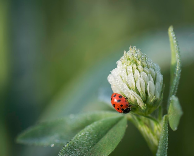 Zbliżony plan ladybug na roślinie