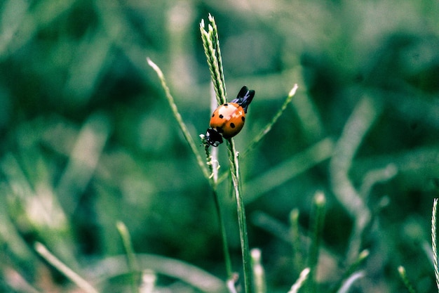 Zbliżony plan ladybug na roślinie