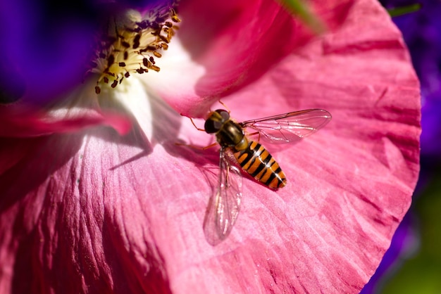Zbliżony plan zapylającej się muchy na różowym kwiacie maku