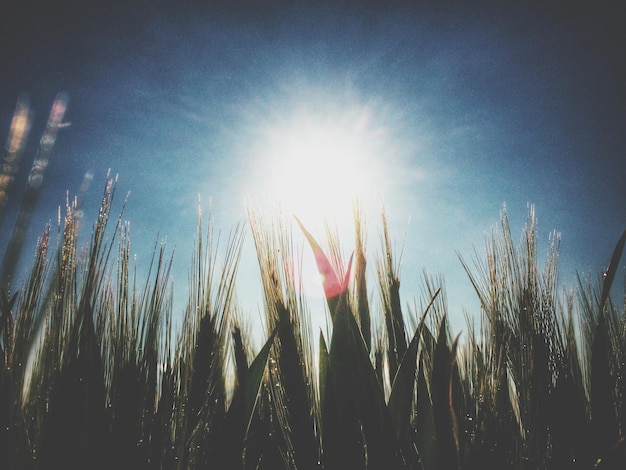 Zdjęcie zbliżony widok upraw pod niskim kątem na słońce