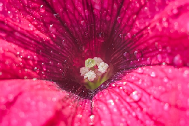 Zbliżony zdjęcie kwiatu zmoczonego deszczem z kropelkami wody