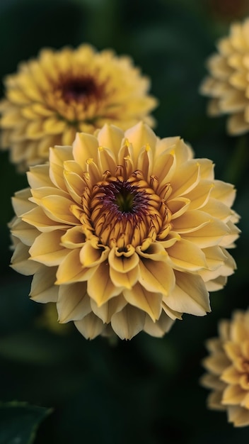 Zbliżony zdjęcie żółtego kwiatu gaillardia