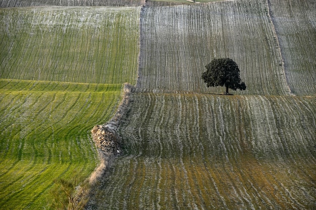 Zbożowy krajobraz Geoparku w Granadzie