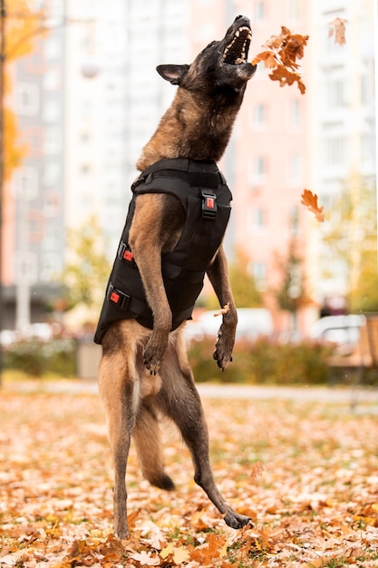 Zbroja psa. Pies w kamizelce kuloodpornej. Owczarek belgijski Malinois portret odkryty. Pies pracujący. Guar