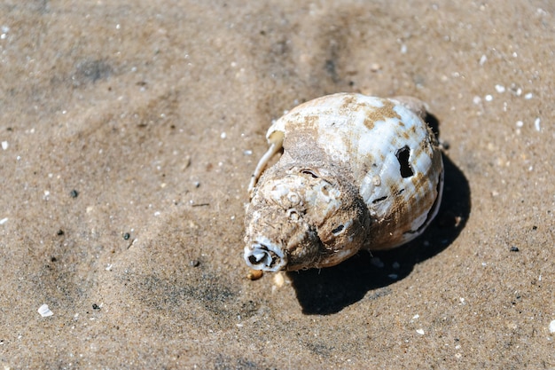 Zbyt widok połamanej muszli na plaży