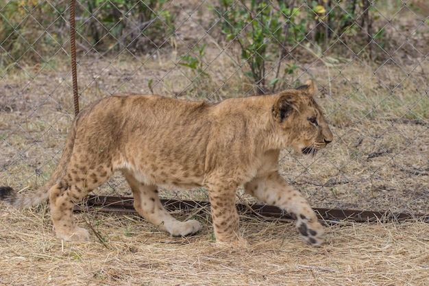 Zdjęcia lwa afrykańskiego