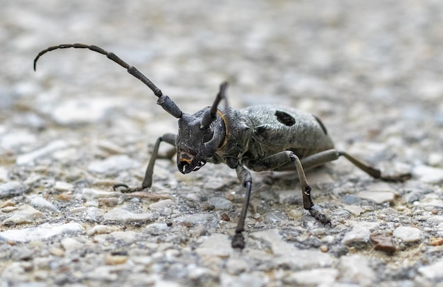 Zdjęcia makro chrząszcza na ziemi