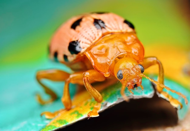 zdjęcia z bliska cykli życiowych chrząszcza liściastego