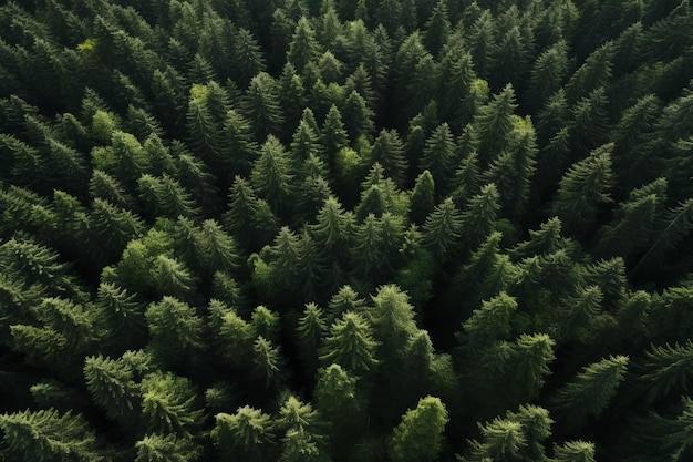 Zdjęcia z leśnego drona