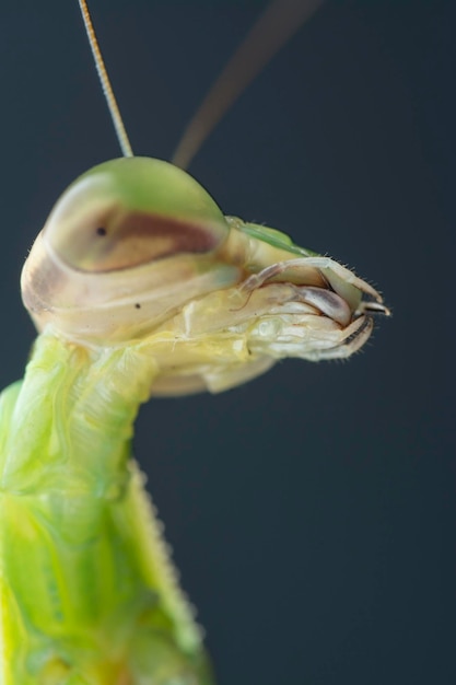 zdjęcia zbliżeń owadów Mantis religiosa