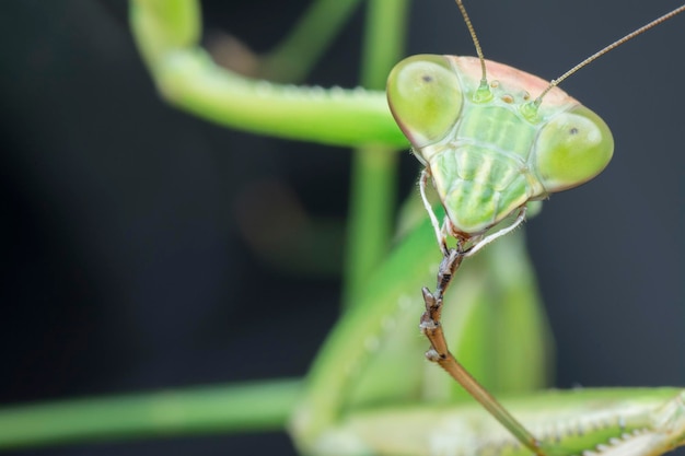 zdjęcia zbliżeń owadów Mantis religiosa