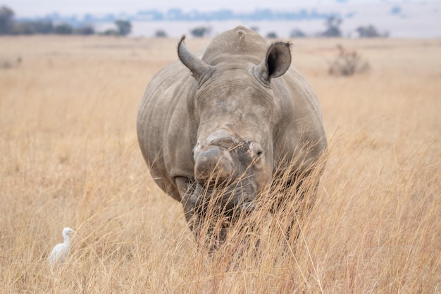 Zdjęcie Afryki Big 5 bushveld