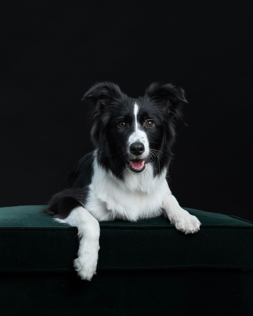 Zdjęcie Border Collie jest izolowane na czarnym tle