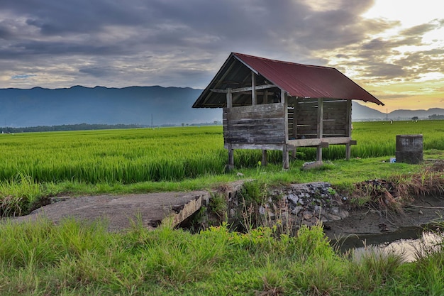 Zdjęcie chaty na polu ryżowym z zachodem słońca po południu