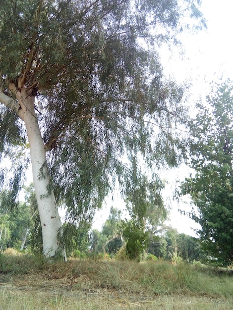 Zdjęcie drzew.
