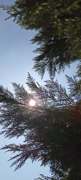 Zdjęcie drzewa pod wiosennym motywem niebieskiego otwartego nieba